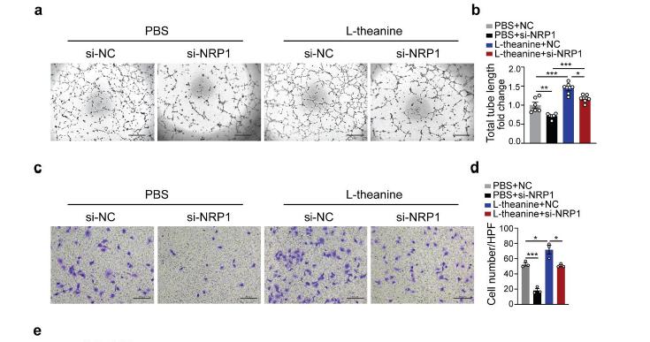 L-theanine promotes angiogenesis in limb ischemic mice by modulating NRP1/VEGFR2 signaling