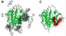 Camel milk-derived exosomes as novel nanocarriers for curcumin delivery in lung cancer