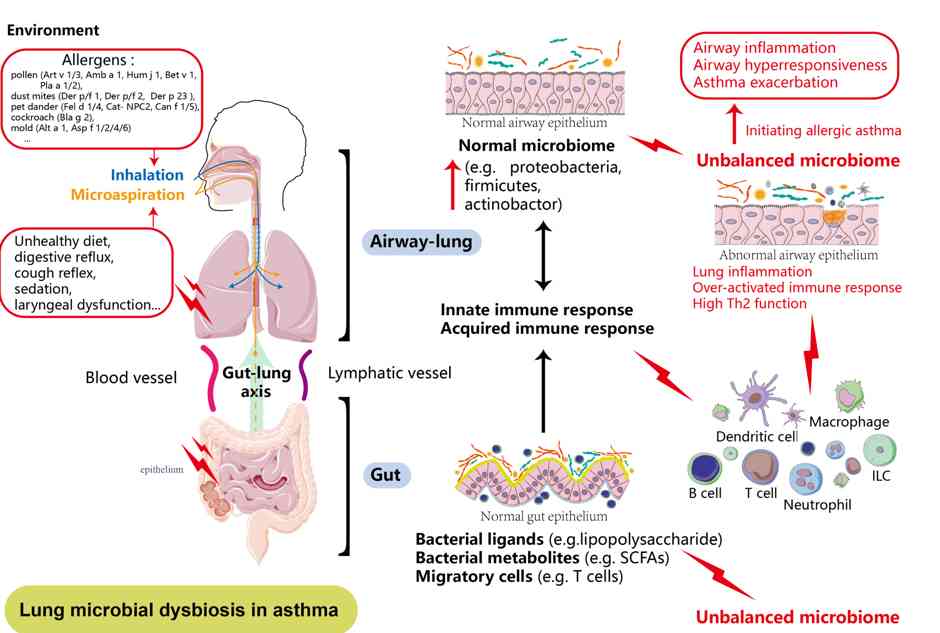 The gut microbiota modulates airway inflammation in allergic asthma through the gut-lung axis related immune modulation: A review