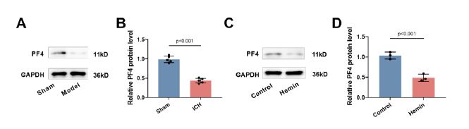 PF4 regulates neuronal ferroptosis in cerebral hemorrhage through CXCR3/PI3K/AKT/Nrf2 pathway
