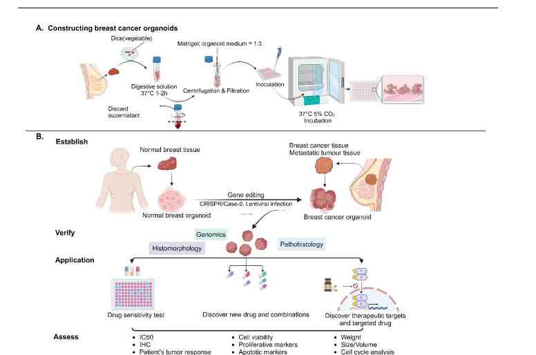 Research progress and application status of organoid in breast cancer subtypes