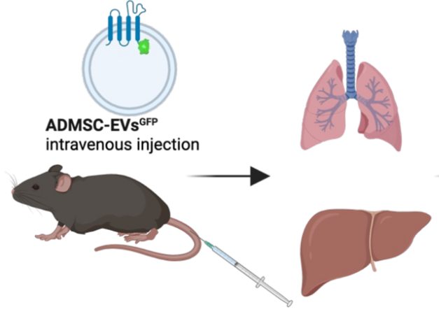 Adipose-derived MSC extracellular vesicles ameliorate sepsis by reprogramming macrophages via miR-21-5p targeting PELI1