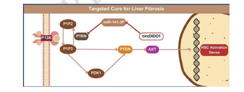 Emerging insights into mesenchymal stem cells and exosome-based therapies for liver injury