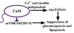 Review of roles of RNA-binding proteins on NAFLD and the related pharmaceutical measures