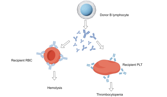 Passenger lymphocyte syndrome – epidemiology, pathogenesis, diagnosis, treatment and future directions: A review