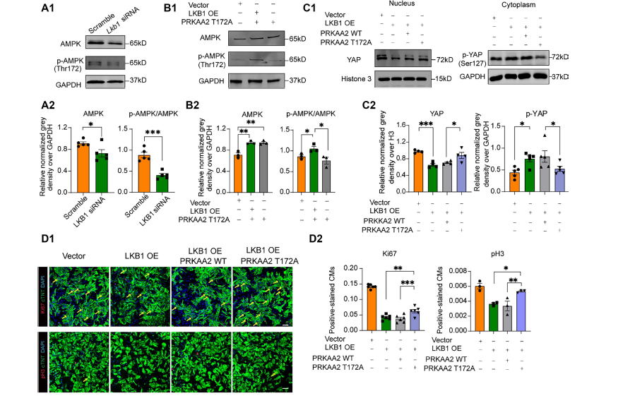 Correction:  LKB1 suppression promotes cardiomyocyte regeneration via LKB1-AMPK-YAP axis