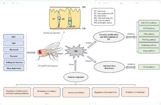 Drosophila melanogaster models for investigating inflammatory bowel disease: Methods, pathology, mechanisms, and therapeutic approaches