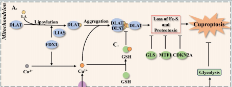 Tumor glucose reprogramming suppresses cuproptosis: A review