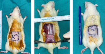 Effect of topical nitroglycerin on neoangiogenesis and pedicle-independent viability in a rat dorsal skin flap model