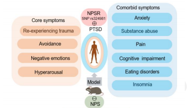 Neuropeptide S pathway in PTSD and neuropsychiatric disorders: A review
