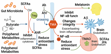 Gut microbial metabolites and the brain–gut axis in Alzheimer’s disease: A review 
