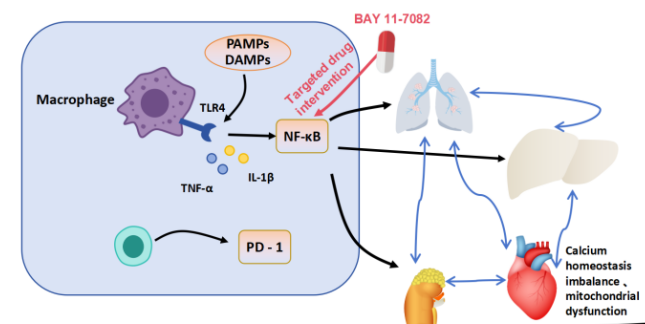 Sepsis toxicity network reconstruction—Dynamic signaling and multi-organ injury: A review