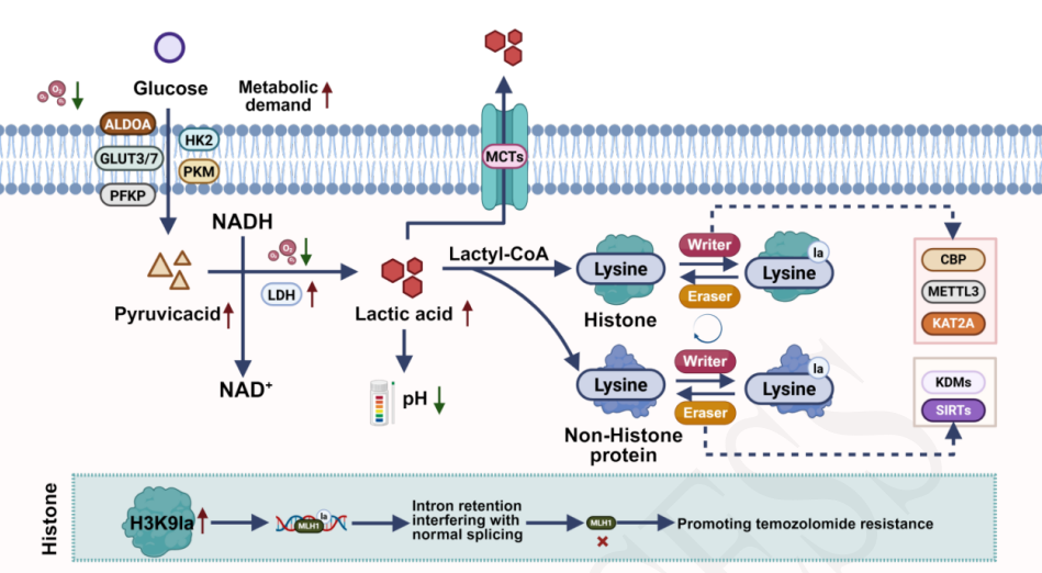 Lactylation in ischemic brain injury—metabolic mechanisms, neuroinflammation, and therapeutic targets: A review