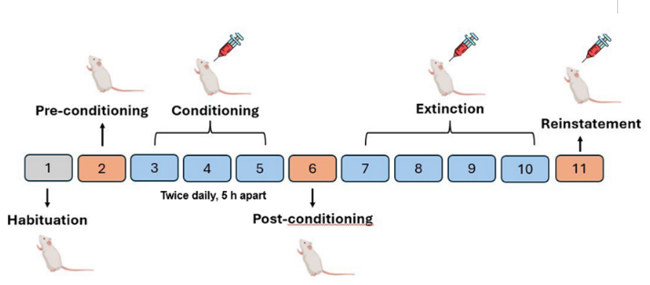 Ivermectin attenuates nicotine-induced reward-like behaviors in mice