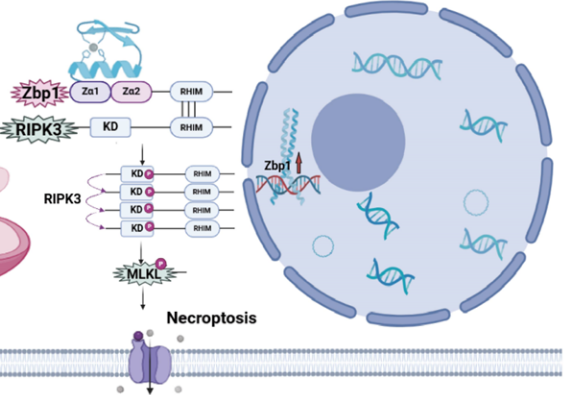 Mitochondrial dysfunction triggers Zbp1-mediated necroptosis and inflammation in acute lung injury