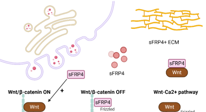 Secreted frizzled-related protein 4 (sFRP4) in cancer – Dual roles in tumorigenesis and therapeutic potential: A review