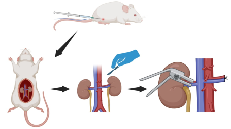 Arbutin as a potential nephroprotective agent: Dose-related effects in renal ischemia-reperfusion injury