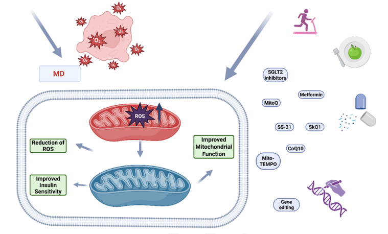 Mitochondrial dysfunction, reactive oxygen species, and diabetes mellitus – A triangular relationship: A review