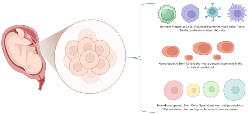 Advancing regenerative therapies with umbilical cord–derived mesenchymal stem cells: A review