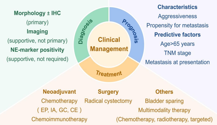 Molecular and immune characteristics of neuroendocrine bladder carcinoma — Implications for diagnosis, prognosis, and therapy: A review