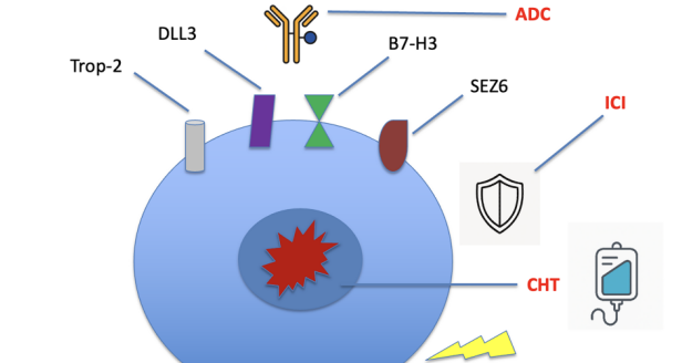 Small cell lung cancer (SCLC): At the door of targeted therapies