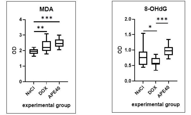 Differential effects of apelin-13 on lipid peroxidation and DNA oxidation in doxorubicin-treated rats: A preliminary study
