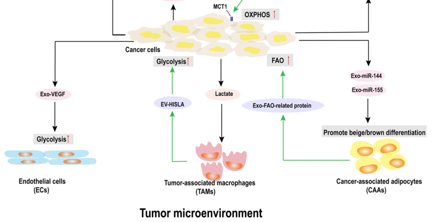 Exosomes in cancer metabolism and drug resistance: A review