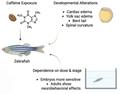 Caffeine toxicity in zebrafish – Neurobehavioral changes, developmental defects, and oxidative stress: A review