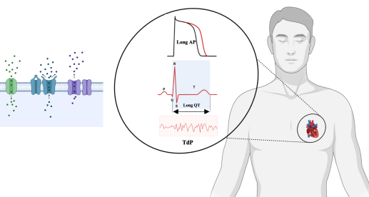 Second-generation antipsychotics – Cardiac ion channel modulation and QT interval disturbances: A review
