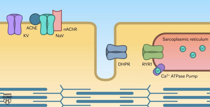 Succinylcholine-induced rhabdomyolysis in a patient with RYR1 and BCHE variants: A case report