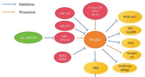 The role of PAQR3 in cancer progression – Molecular regulation, signaling pathways, and clinical implications: A review