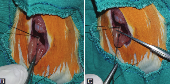 Nesfatin-1 alleviates extrahepatic cholestatic damage of liver in rats