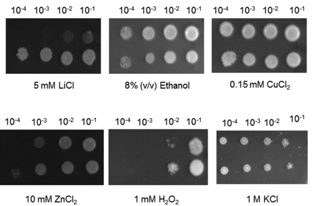 Physiological and transcriptomic analysis of a salt-resistant Saccharomyces cerevisiae mutant obtained by evolutionary engineering