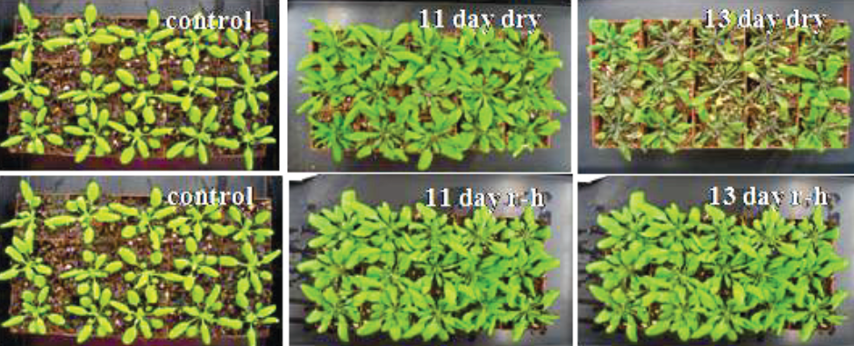 Analysis of miRNA expression under stress in Arabidopsis thaliana