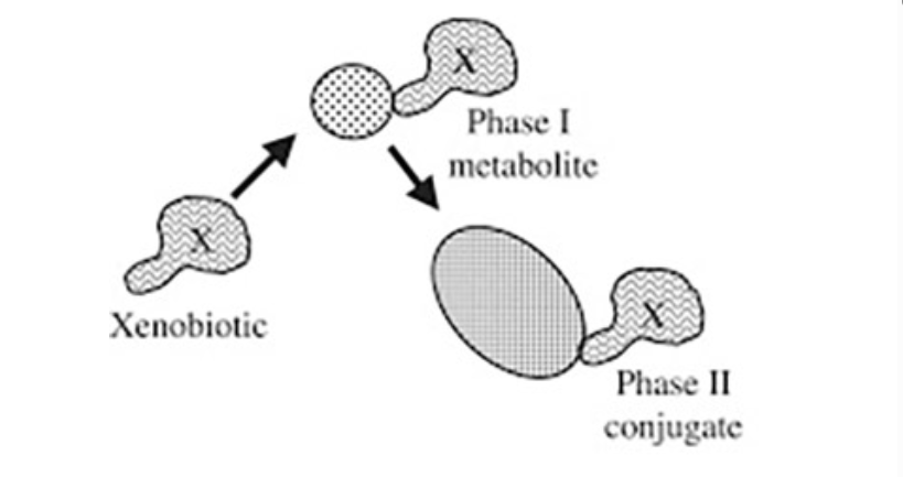 Comparative Determination of Xenobiotics Adsorption