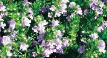 Research into microscopic structure and essential oils of endemic medicinal plant species Satureja subspicata Bartl. ex Vis. (Lamiaceae)