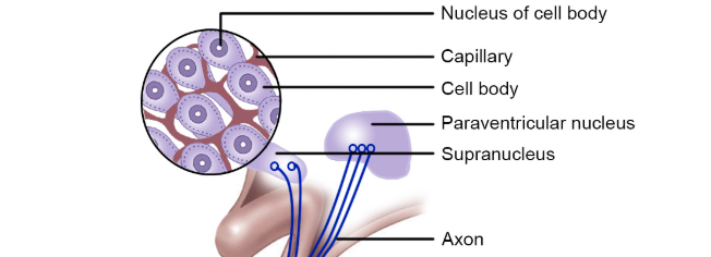 Modern Approach in Treatment of Diabetes Insipidus