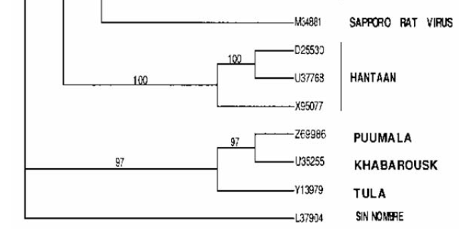Hantavirus host/virus interactions within Southeast Europe