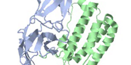 Significance of the interferon (IFN) in the therapy