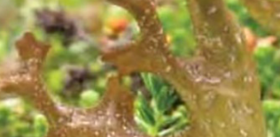 Potential antimicrobial effects of pharmacognostic drugs