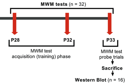 Isoflurane exposure in infant rats acutely increases aquaporin 4 and does not cause neurocognitive impairment