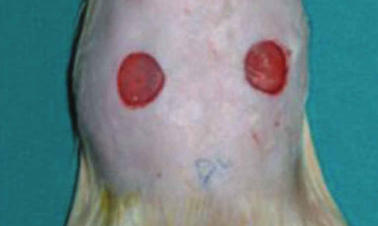 Effect of topically applied sildenafil citrate on wound healing: experimental study