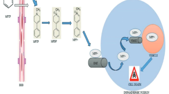 MPTP-induced mouse model of Parkinson’s disease: A promising direction of therapeutic strategies