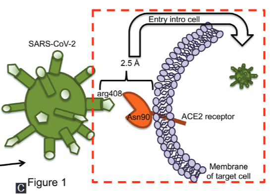 SARS-CoV-2 infection: Understanding the immune system abnormalities to get an adequate diagnosis