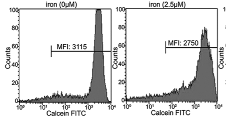 Modulation of iron metabolism by iron chelation regulates intracellular calcium and increases sensitivity to doxorubicin