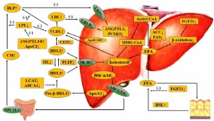 Novel insights into the pathological development of dyslipidemia in patients with hypothyroidism