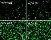 ROS responsive polyethylenimine-based fluorinated polymers  for enhanced transfection efficiency and lower cytotoxicity