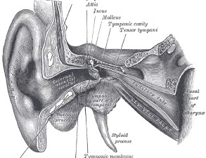 Thiersch graft follow-up with narrow band imaging for acquired atresia of the external auditory canal: Canaloplasty with