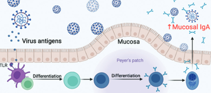 Strategies and safety considerations of booster vaccination in COVID-19