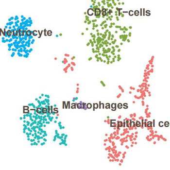 Complement C1QC as a potential prognostic marker and therapeutic target in colon carcinoma based on single-cell RNA sequencing and immunohistochemical analysis